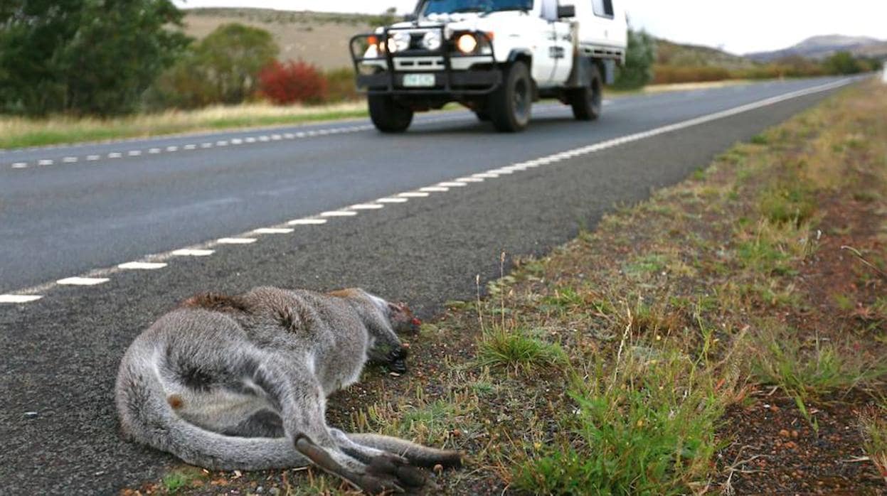 Tasmania es el área más mortífera del planeta para su fauna local debido a los atropellos