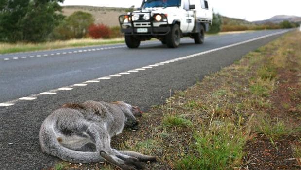 Tasmania es el punto más negro del planeta para su fauna local debido a los atropellos