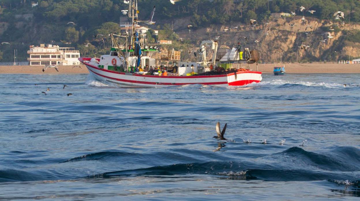 Así se combate la captura accidental de aves marinas en el mar Balear