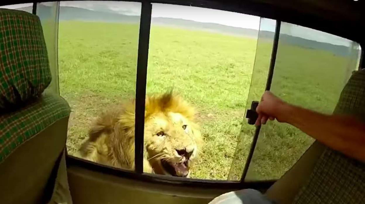 Un turista intenta acariciar a un león y esta es la respuesta que recibió del felino