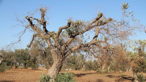 Un sistema detecta desde el aire olivos infectados por una bacteria muy difícil de controlar