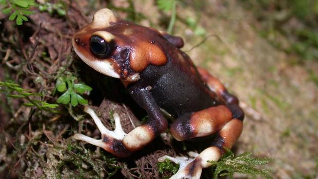 Nueva actualización de la Lista Roja de la Unión Internacional para la Conservación de la Naturaleza