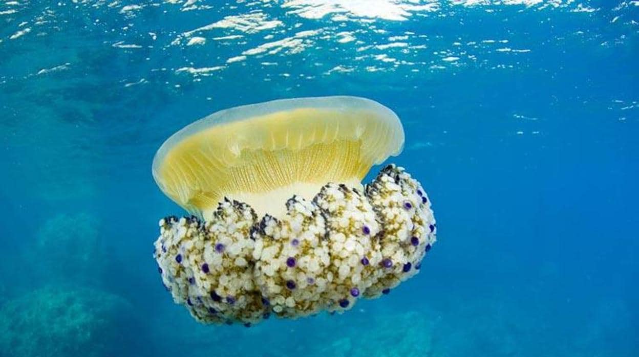 Las 5 medusas más peligrosas que albergan las aguas españolas