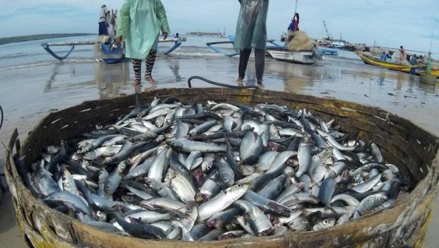 Las flotas recorren el doble de distancia que hace 65 años para capturar casi cuatro veces menos de pescado