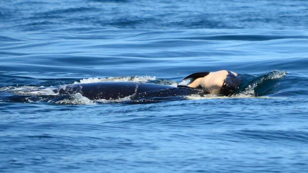 El extraño caso de Tahlequah, la orca que ha cargado a su cría muerta durante 17 días