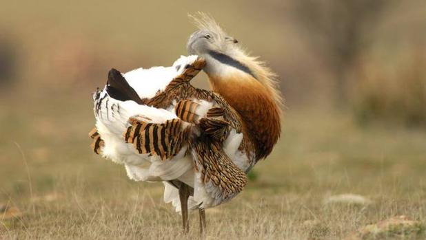 Siete animales que se refugian en las estepas ibéricas