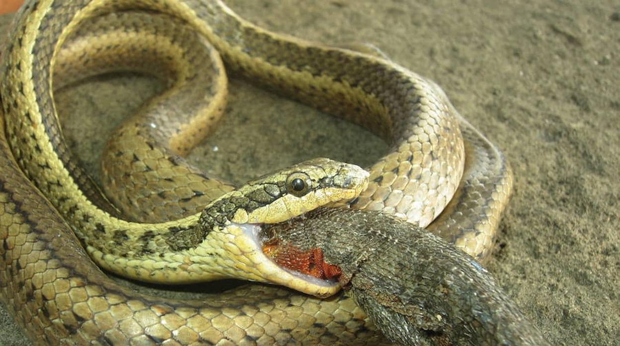 Descubren tres nuevas especies de serpientes en Galápagos