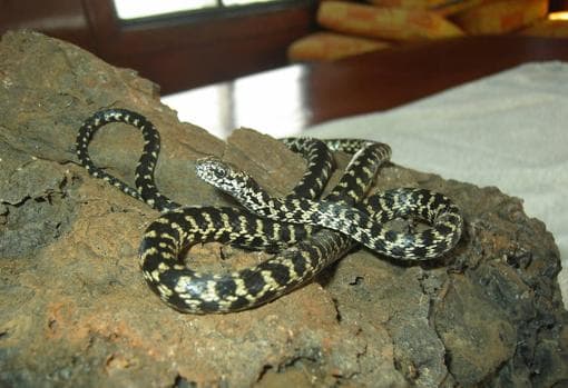 Descubren tres nuevas especies de serpientes en Galápagos