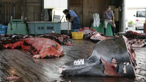 Japón es uno de los tres países que caza ballenas en la actualidad