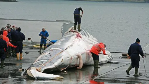 Islandia es uno de los tres países que caza ballenas en la actualidad