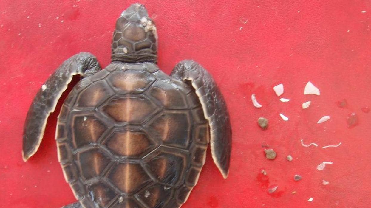Una tortuga marina tiene 22% de probabilidad de morir si ingiere un plástico
