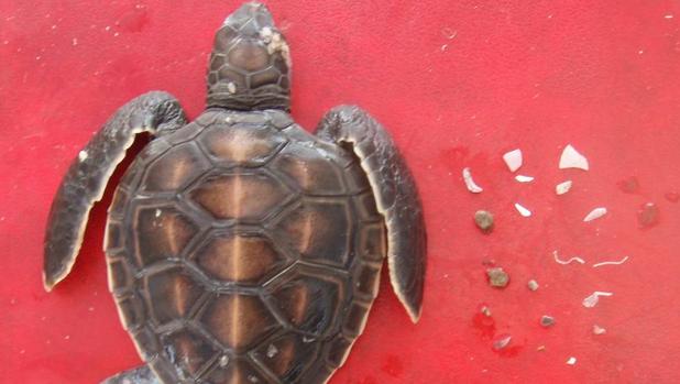 La probabilidad de que una tortuga marina muera tras ingerir una sola pieza de plástico es del 22%