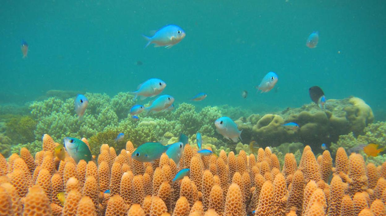 Las gorgonias están sustituyendo a los corales en los arrecifes por el  cambio climático