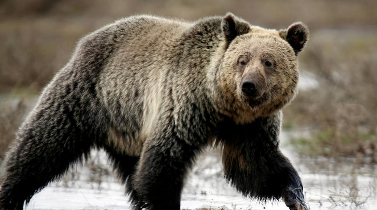 El oso grizzly de Yelowstone vuelve a ser declarado «amenazado»