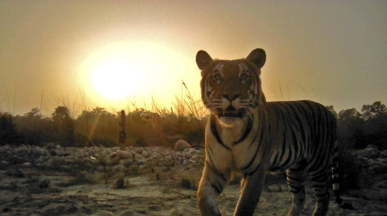 Nepal será el primero en duplicar su población de tigres silvestres