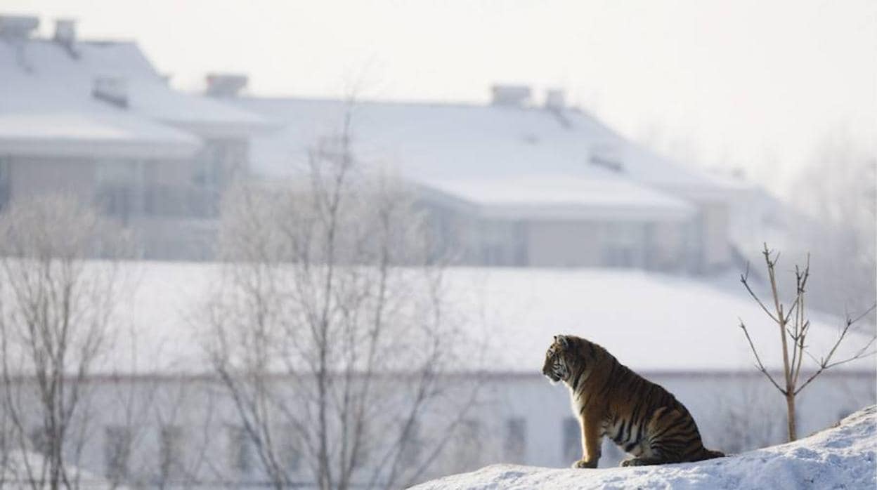 Rusia comienza la adecuación de un parque para proteger al tigre siberiano