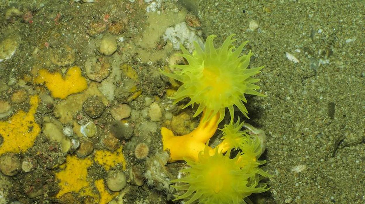 El cañón de Avilés alberga fondos rocosos donde prosperan corales como los de la especie Dendrophyllia cornigera