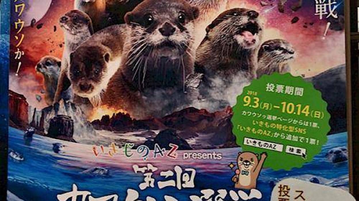 Preocupa el furor desatado en Japón por la adquisición de nutrias como mascotas