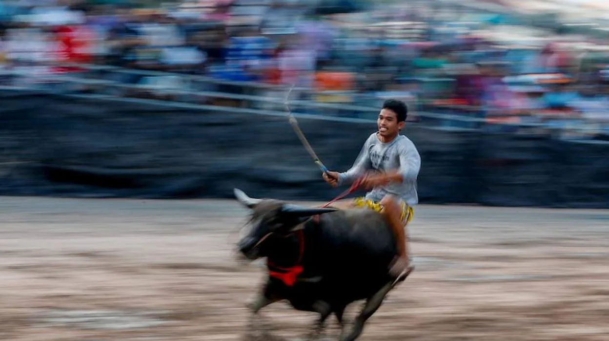 Así son las carreras de búfalos que levantan pasiones y críticas en Tailandia