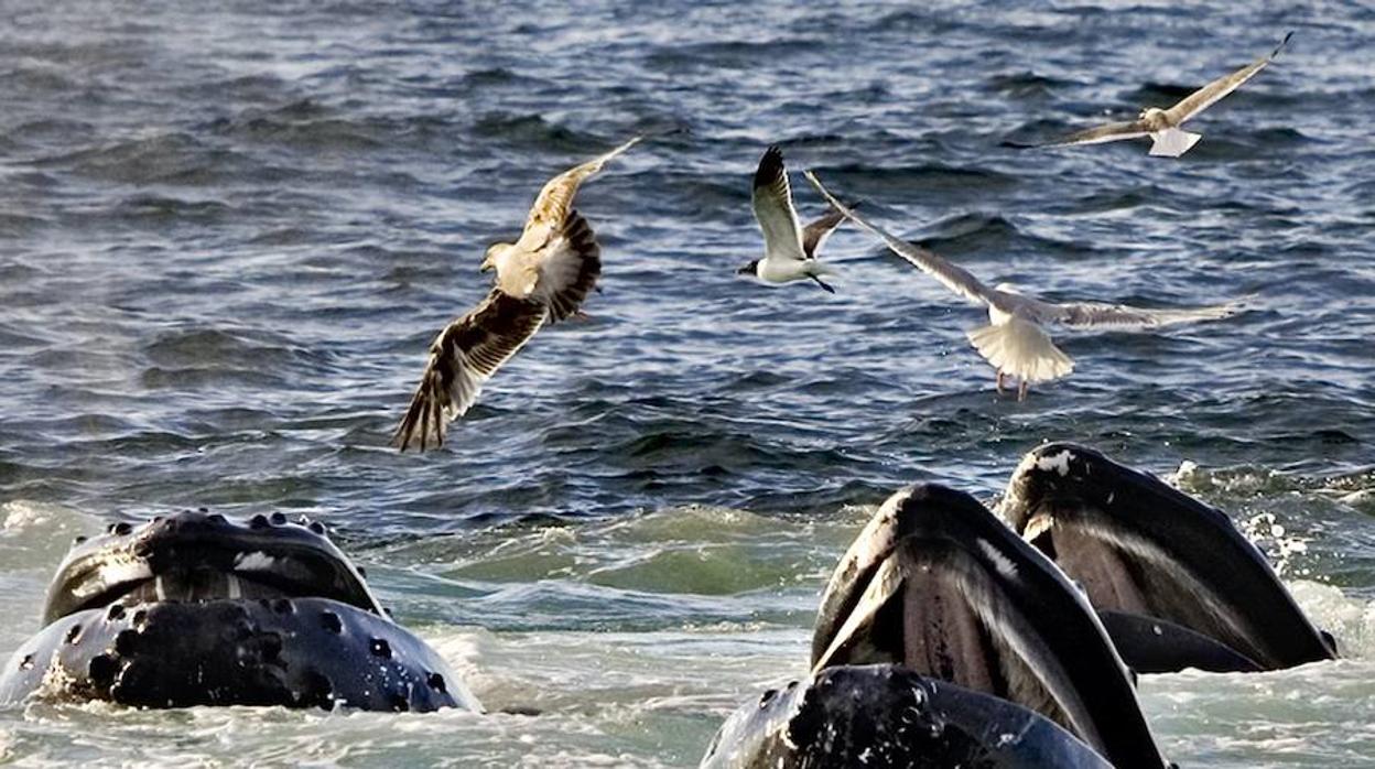 ¿Cómo estabiliza nuestro clima el «carbono de los peces»?