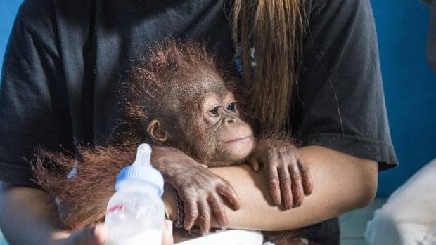 ¿Qué hace un bebé orangután en mi cuarto?
