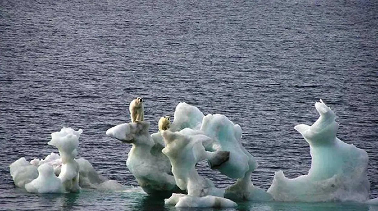Tres mil osos polares «derrotan» al cambio climático en el mar de Chukchi