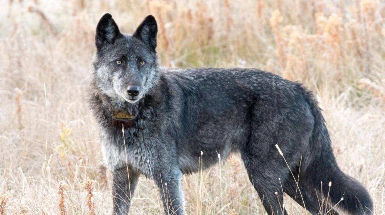 La loba más famosa de Yellowstone muere tras ser abatida por un cazador