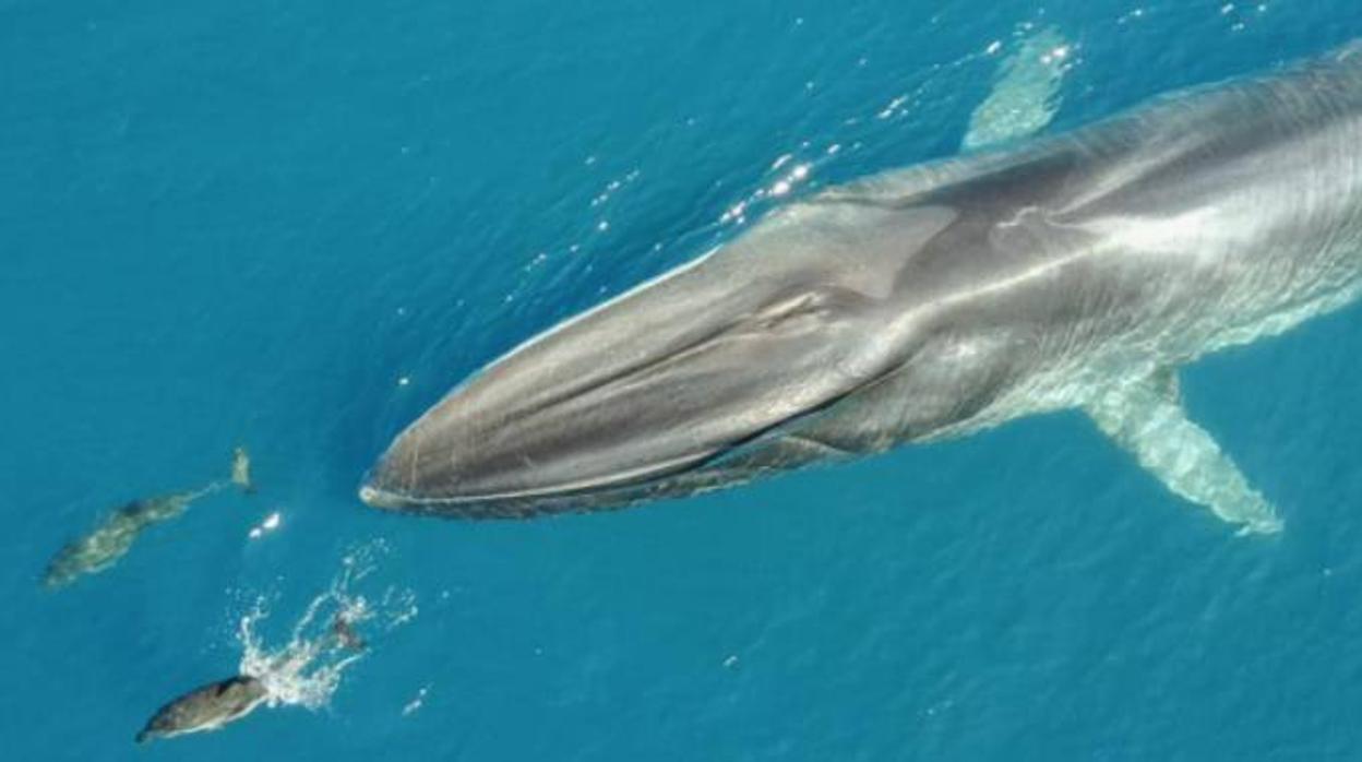 Así contribuye la segunda ballena más grande del mundo a frenar la acumulación de CO2 en el mar
