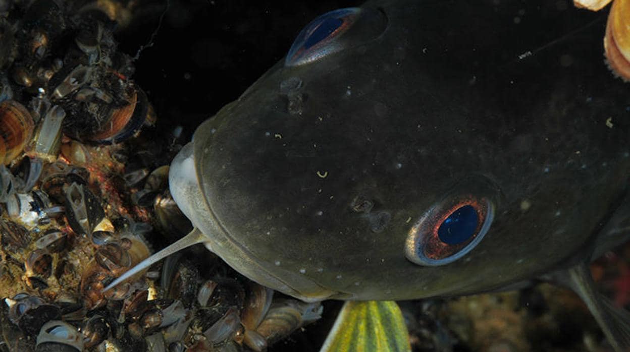 Ruido en los océanos afecta a animales marinos