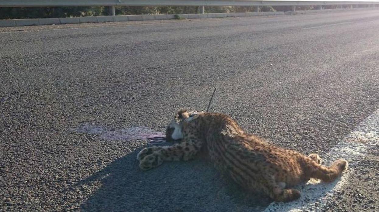 El 20% de los atropellos de linces de 2018 sucedieron en dos puntos negros de las carreteras andaluzas