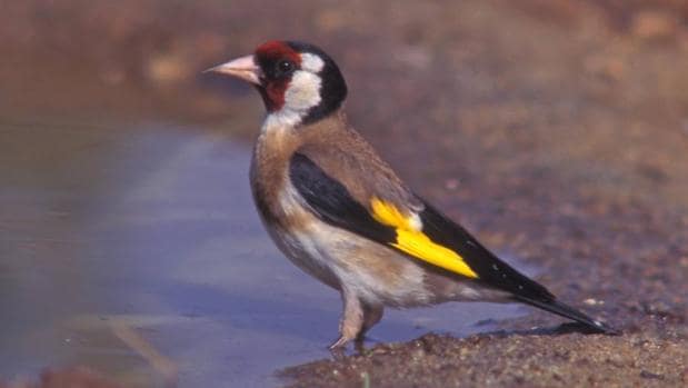 La Comisión Europea exige el cese definitivo de la captura de aves cantoras en España