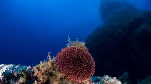 Las desalinizadoras expulsan al mar el doble de salmuera del que se creía