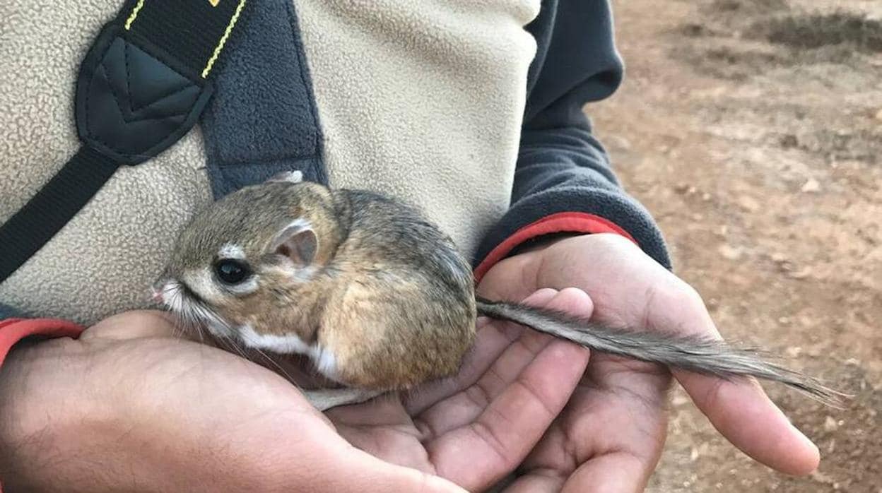 Rata canguro: un pequeño mamífero redescubierto que vuelve a estar en peligro