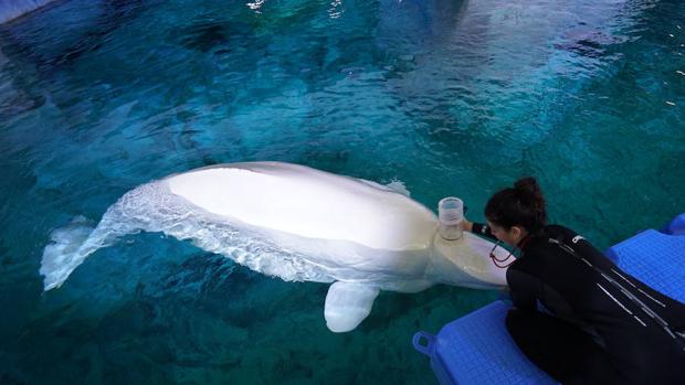 Estudian la tolerancia al cambio climático de las vulnerables belugas