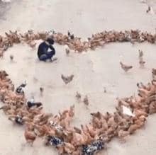 Un granjero dibuja un corazón con sus gallinas para declararle su amor a una chica por San Valentín
