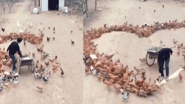 Un granjero dibuja un corazón con sus gallinas para declararle su amor a una chica por San Valentín