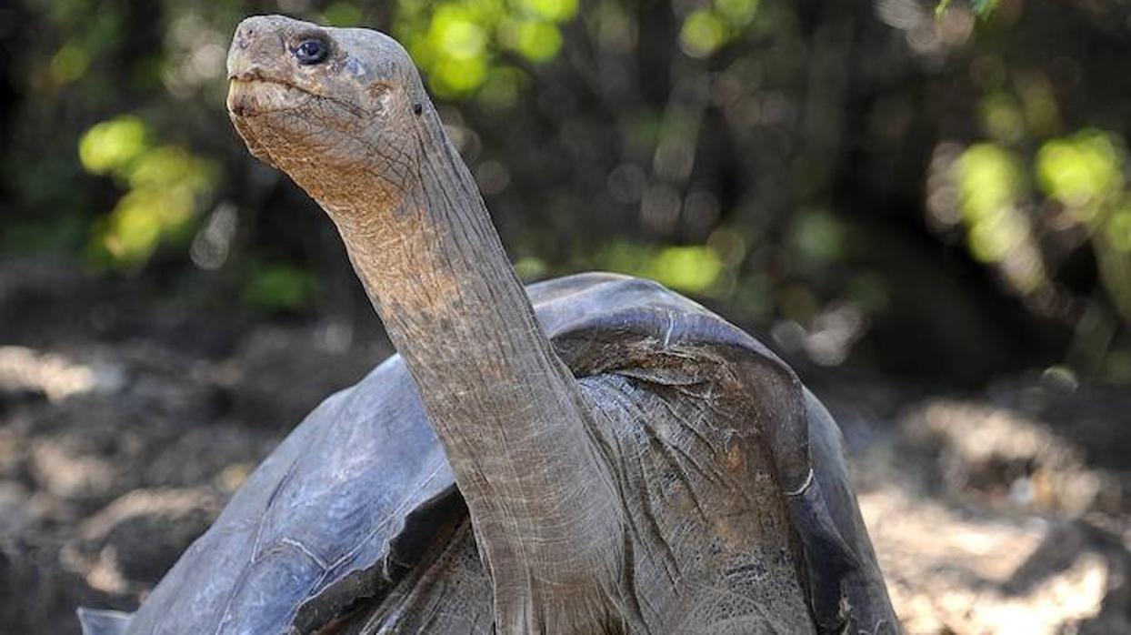 Nacen, después de un siglo, tortugas en Galápagos tras eliminar a las ratas