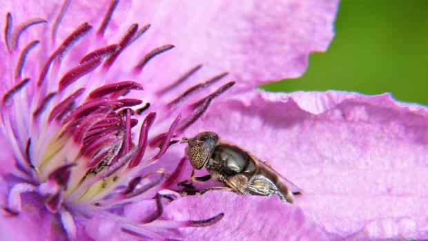 La Eurocámara denuncia que la UE está estancada en el desarrollo de pesticidas más sostenibles