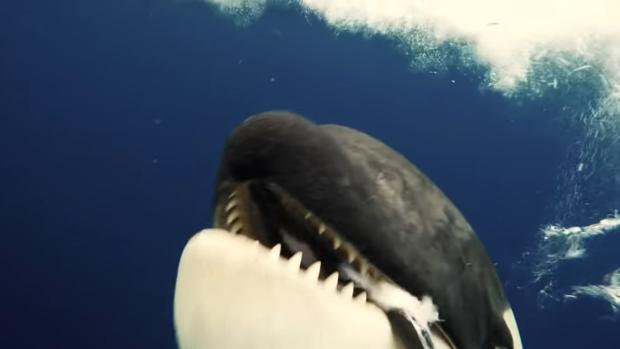 El impresionante encuentro entre una bióloga marina y una orca