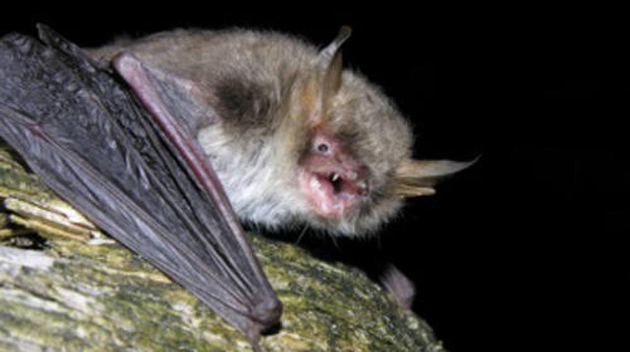 Ejemplar de murciélago ratonero críptico (Myotis crypticus)