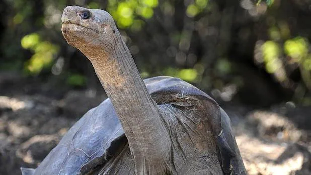 Descubren una especie de tortuga gigante que se creía extinta en Galápagos desde hace un siglo