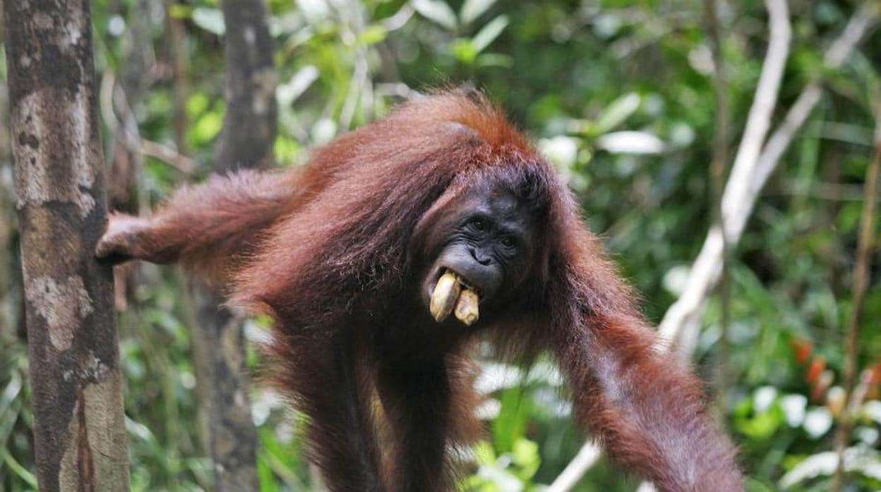 La construcción de una presa podría extinguir a una especie de orangután recién identificada