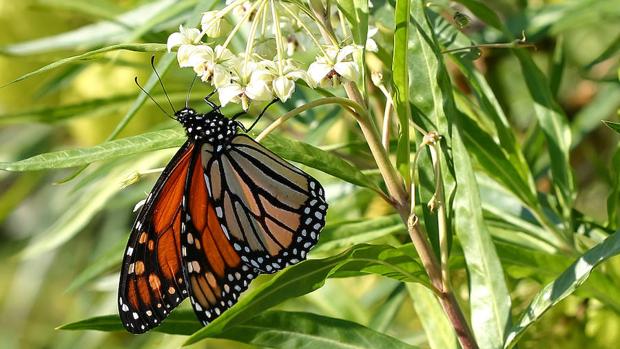 La migración masiva de la mariposa monarca, en peligro