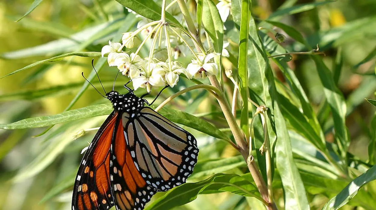 La migración masiva de la mariposa monarca, en peligro