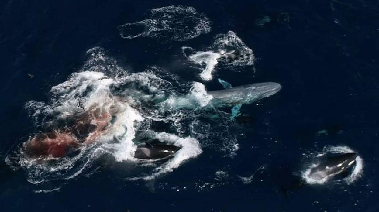 Atípico caso de depredación: un grupo de 60 orcas acaba con la vida del animal más grande de la Tierra