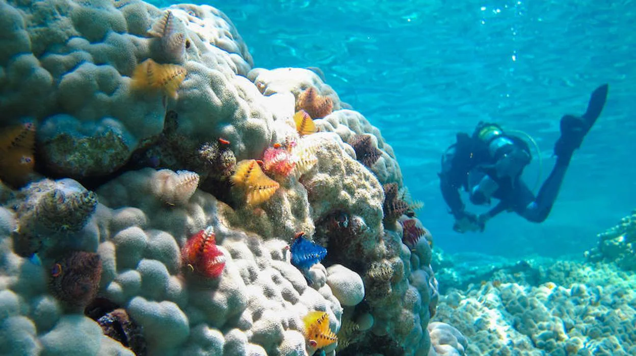Publican el primer atlas mundial interactivo de arrecifes de coral