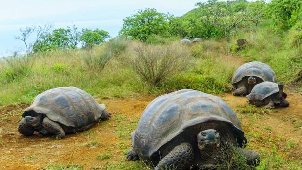 Las tortugas gigantes migran de manera impredecible ante el cambio climático