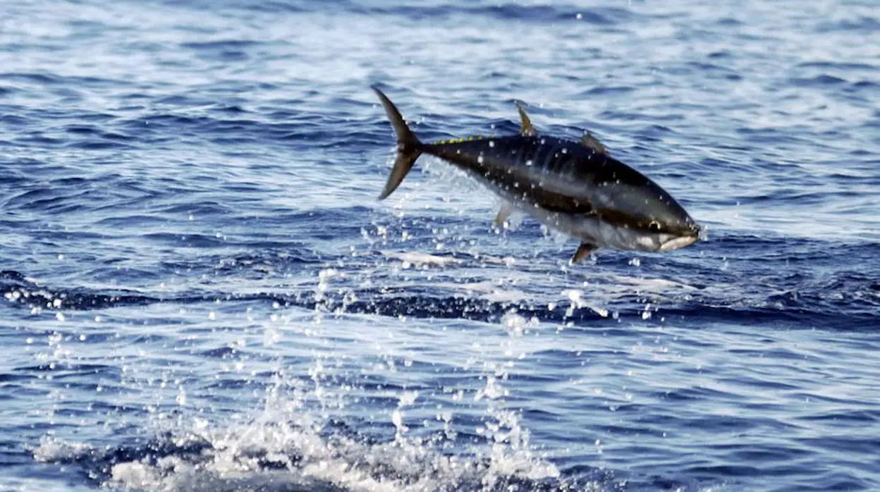 El atún, muy apreciado en la cocina y bajo mínimos en los océanos