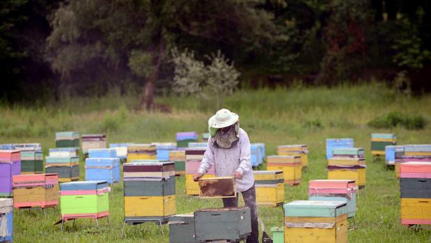 Día Mundial de las Abejas 2019