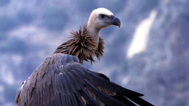 Los impactos con aves, un riesgo creciente en los aeropuertos españoles